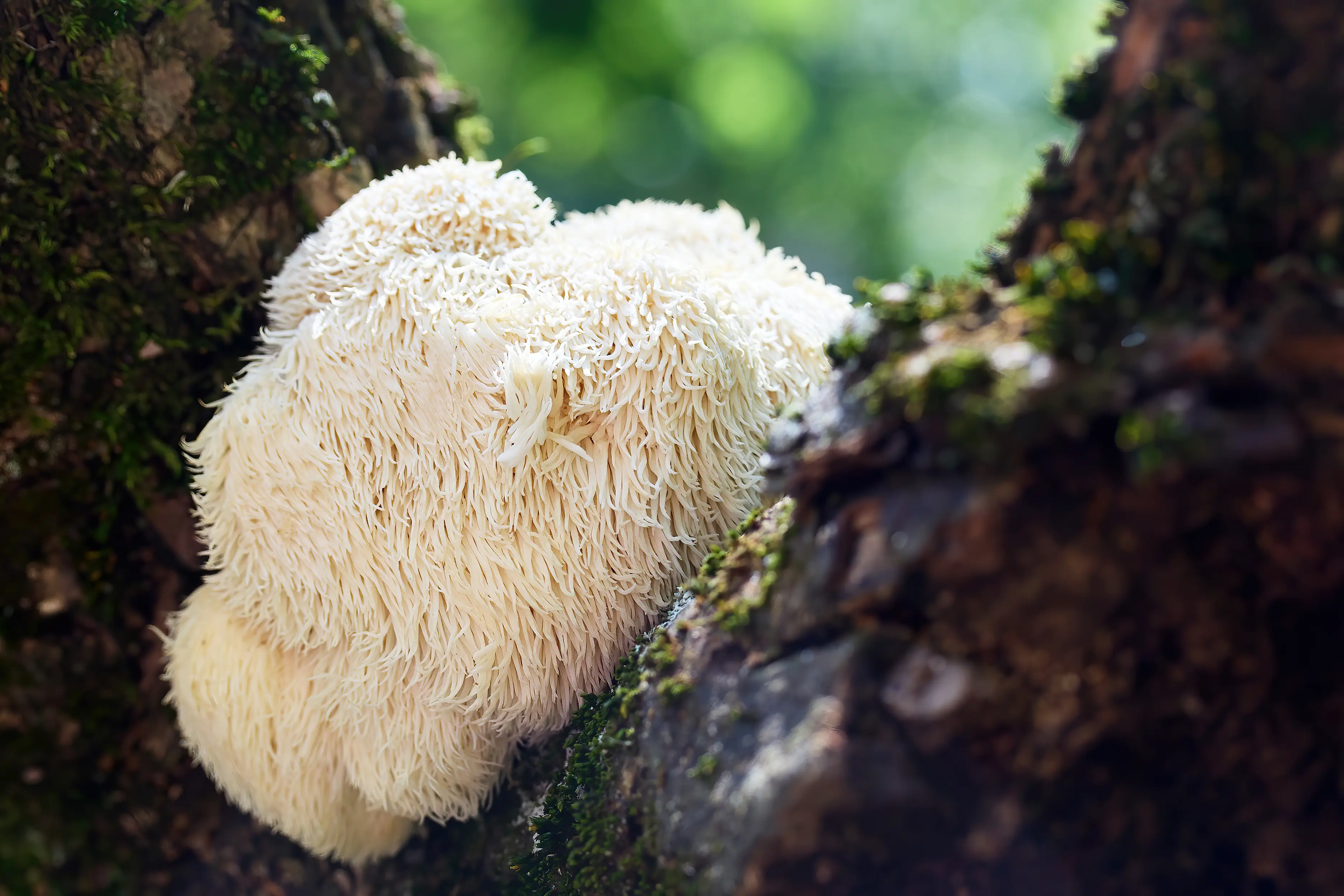 Lion's Mane Mushroom Benefits for Brain Health